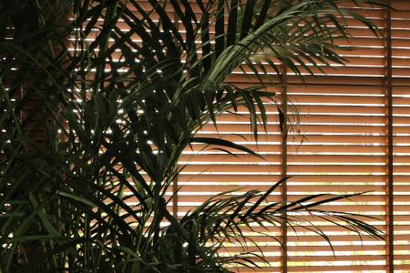 Choosing the Perfect Wood Blinds: A Comprehensive Guide